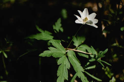 陈梦家《一朵野花》英语翻译