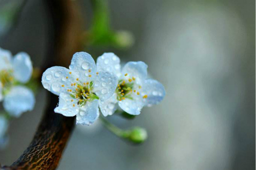 清明节诗歌 沈浩波《清明：想象中的雨》