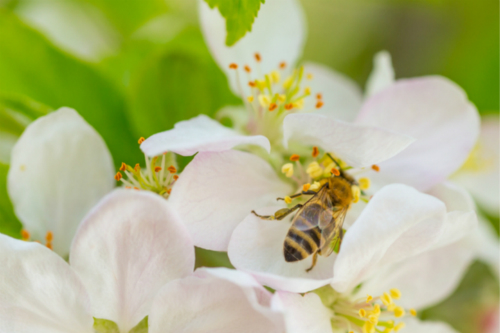 International Day for Biological Diversity 2019