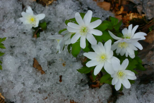 《残雪断想》英语翻译