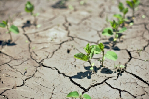 World Day to Combat Desertification and Drought 2020