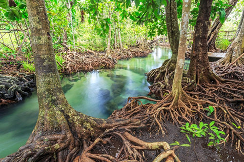 International Day for the Conservation of the Mangrove Ecosystem 2022